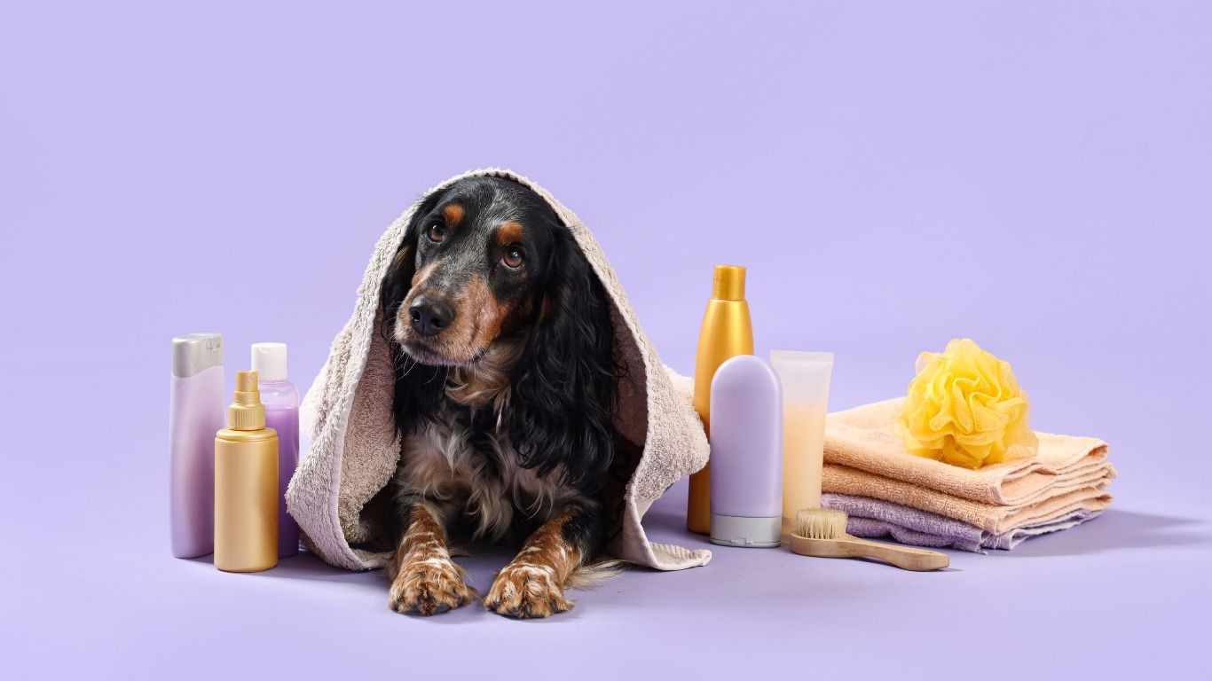 dog surrounded by spa products in various packaging